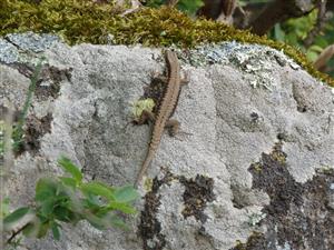 Podarcis muralis