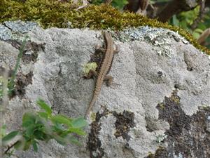 Podarcis muralis