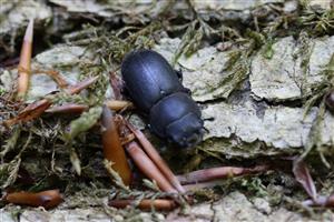 Dorcus parallelopipedus