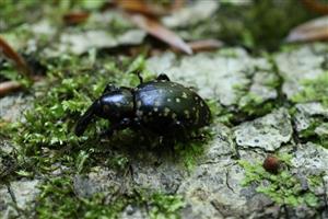 Liparus glabrirostris