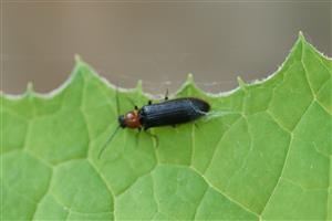 Denticollis linearis