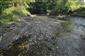 Rieky s bahnitými až piesočnatými brehmi s vegetáciou zväzov Chenopodionrubri p.p. a Bidentition p.p. (28.8.2023)