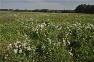 Porast Cirsium arvense