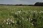 Porast Cirsium arvense