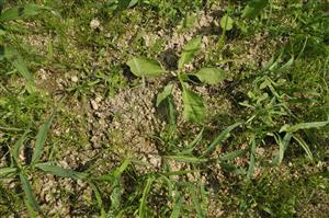 Detail porastu s Plantago uliginosa, Gnaphalium uliginosum, Eleocharis acicularis