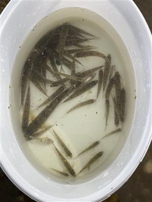 Romanogobio albipinnatus (vladykovi)