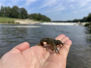 Faxonius limosus