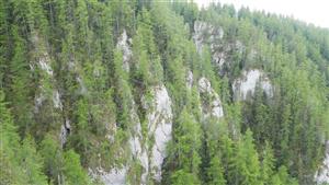 Časť TML (biotop Ls6.3) s výskytom jedincov Daphne arbuscula (bralá "oproti")