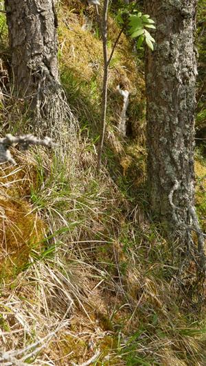 Biotop (Ls6.3) s výskytom jedincov Daphne arbuscula