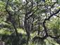Teplomilné panónske dubové lesy (13.6.2023)