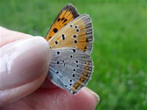 Lycaena dispar samica