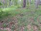 Lesný porast s borovicou - biotop druhu Pulsatilla subslavica