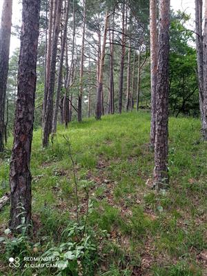 Biotop druhu Pulsatilla subslavica (porast s dominanciou borovice lesnej)