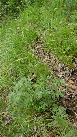 Jedince Pulsatill subslavica - v biotope Al3