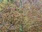 rašeliník s Drosera rotundifolia