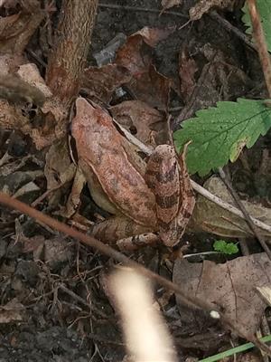 Rana dalmatina, 19.9.2023, TML Veľký les, foto: J.Lengyel