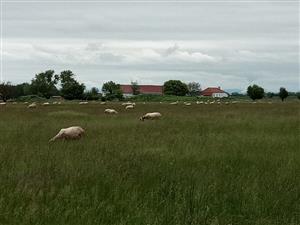 Širší pohľad na TML slanisko Akomáň, foto: 18.5.2023, J.Lengyel.