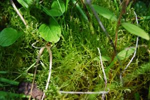 Hamatocaulis vernicosus