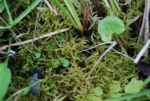 Hamatocaulis vernicosus