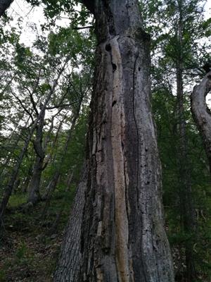 staré výletové otvory Cerambyx cerdo