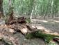 TML, padnutý strom s nálezom sledovaného druhu