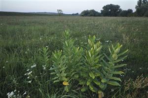 Asclepias syriaca