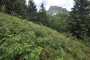 Na väčšine plôch sa vyskytujú sukcesné štádiá s Calamagrostis arundinacea a Rubus idaeus