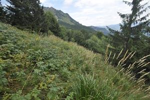 Prevažujú porasty s Calamagrostis arundinacea a Rubus idaeus