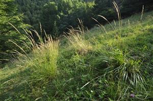 Šíri sa Calamagrostis arundinacea
