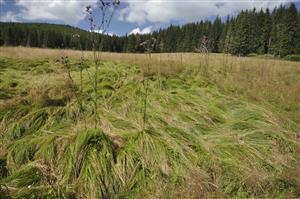 Porast Carex brizoides a Cirsium palustre v zamokrenej časti