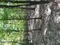 Karpatské a panónske dubovo-hrabové lesy (23.5.2023)