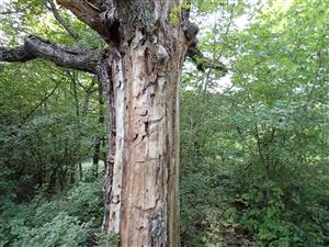 TML, obsadený strom