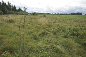 Nekosený porast v okrajovej časti s Carex brizoides a Cirsium palustre