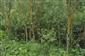 Staršie porasty Salix elaeagnos