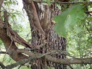 TML, obsadený strom (Kečovské lúky)