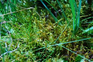Hamatocaulis vernicosus