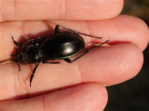 Náley uhynutého jedinca druhu Carabus (Eucarabus) scheidleri zawadskii
