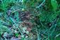 Drosera rotundifolia na lokalite