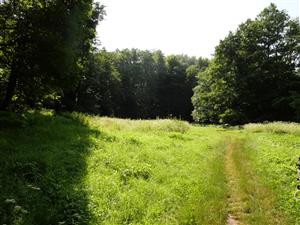 Brehové porasty Šiatorského potoka