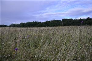 nekosena cast lokality