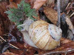 Helix pomatia