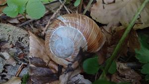 Helix pomatia