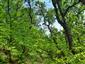 Teplomilné panónske dubové lesy (21.6.2023)