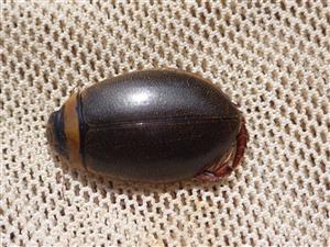 TML, Graphoderus bilineatus