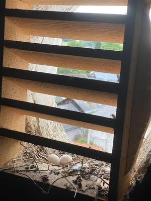 účinnosť uzavretia otvoru ako opatrenia na zabránenie vniknutia ferálnych holubov do podkrovia