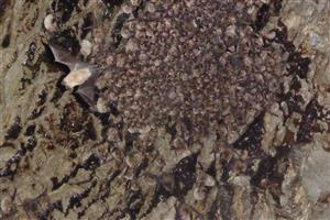 kolónia Rhinolophus eurzale