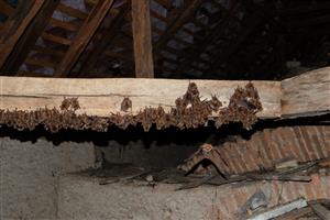 detail kolónie Myotis emarginatus
