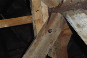 Rhinolophus hipposideros v úkryte