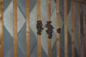 detail kolónie Myotis emarginatus