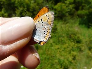 Lycaena dispar samec